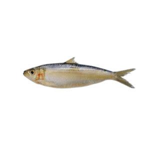 Frozen Indian Oil Sardine