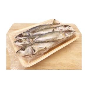 Frozen Indian Mackerel