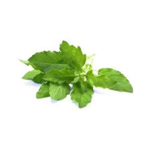 Indian Tulsi Leaves