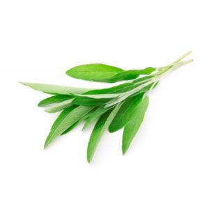 Sage Leaves Dry