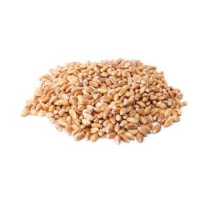 Wheat Grain
