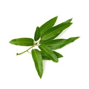 Mango Leaves