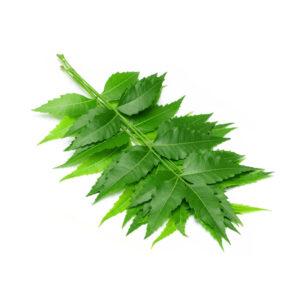 Neem Leaves